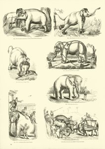 Page from The Pictorial Museum of Animated Nature by English School
