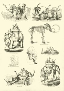 Page from The Pictorial Museum of Animated Nature