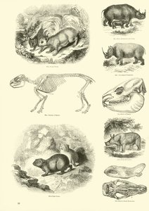 Page from The Pictorial Museum of Animated Nature by English School