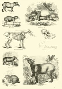 Page from The Pictorial Museum of Animated Nature by English School