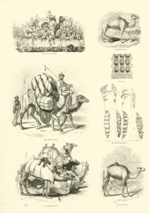 Page from The Pictorial Museum of Animated Nature by English School