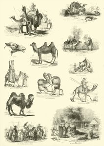 Page from The Pictorial Museum of Animated Nature by English School