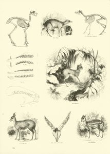 Page from The Pictorial Museum of Animated Nature