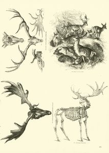 Page from The Pictorial Museum of Animated Nature by English School