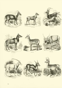 Page from The Pictorial Museum of Animated Nature by English School