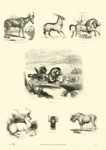 Page from The Pictorial Museum of Animated Nature by English School