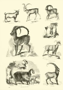 Page from The Pictorial Museum of Animated Nature by English School