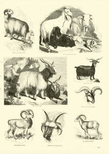 Page from The Pictorial Museum of Animated Nature