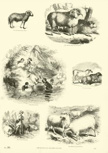 Page from The Pictorial Museum of Animated Nature by English School