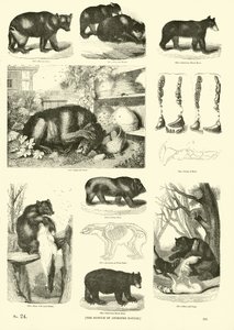 Page from The Pictorial Museum of Animated Nature by English School