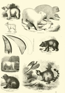 Page from The Pictorial Museum of Animated Nature by English School