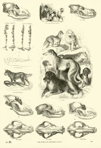 Page from The Pictorial Museum of Animated Nature by English School