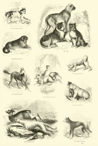 Page from The Pictorial Museum of Animated Nature by English School