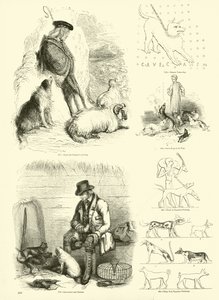 Page from The Pictorial Museum of Animated Nature by English School