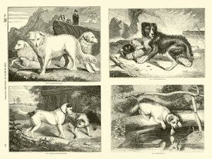 Page from The Pictorial Museum of Animated Nature by English School