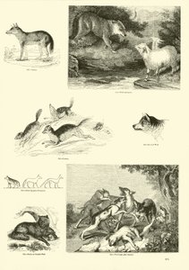 Page from The Pictorial Museum of Animated Nature by English School