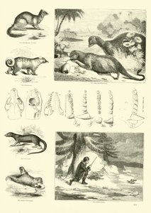 Page from The Pictorial Museum of Animated Nature by English School