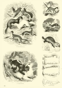 Page from The Pictorial Museum of Animated Nature