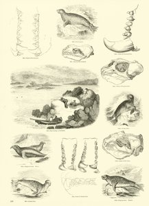Page from The Pictorial Museum of Animated Nature