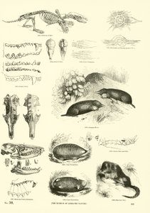 Page from The Pictorial Museum of Animated Nature by English School