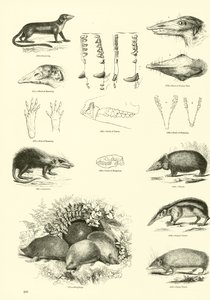 Page from The Pictorial Museum of Animated Nature