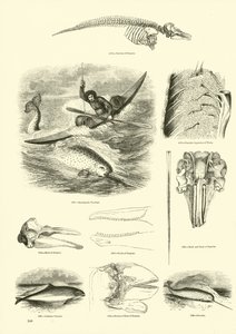 Page from The Pictorial Museum of Animated Nature