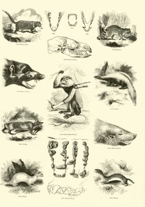 Page from The Pictorial Museum of Animated Nature by English School