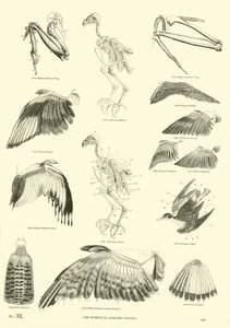 Page from The Pictorial Museum of Animated Nature by English School