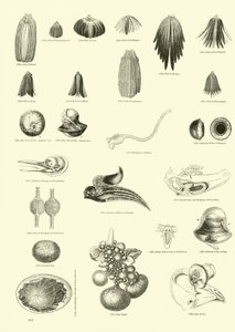 Page from The Pictorial Museum of Animated Nature