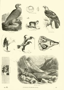 Page from The Pictorial Museum of Animated Nature