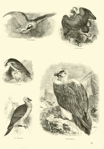 Page from The Pictorial Museum of Animated Nature by English School