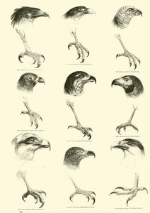 Page from The Pictorial Museum of Animated Nature by English School