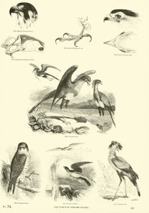 Page from The Pictorial Museum of Animated Nature by English School