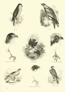 Page from The Pictorial Museum of Animated Nature by English School