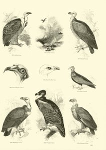 Page from The Pictorial Museum of Animated Nature by English School