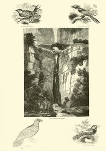 Page from The Pictorial Museum of Animated Nature by English School