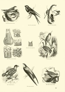 Page from The Pictorial Museum of Animated Nature by English School