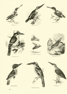 Page from The Pictorial Museum of Animated Nature by English School