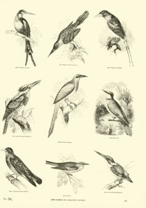 Page from The Pictorial Museum of Animated Nature