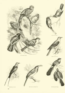 Page from The Pictorial Museum of Animated Nature by English School