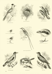 Page from The Pictorial Museum of Animated Nature by English School