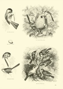 Page from The Pictorial Museum of Animated Nature by English School