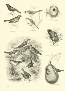Page from The Pictorial Museum of Animated Nature by English School