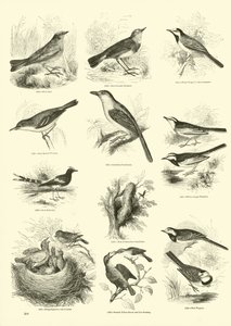 Page from The Pictorial Museum of Animated Nature by English School