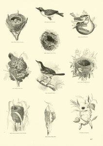 Page from The Pictorial Museum of Animated Nature by English School
