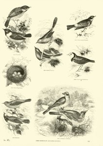 Page from The Pictorial Museum of Animated Nature by English School