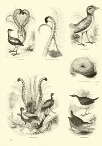 Page from The Pictorial Museum of Animated Nature by English School