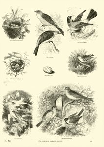 Page from The Pictorial Museum of Animated Nature by English School