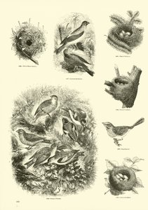 Page from The Pictorial Museum of Animated Nature