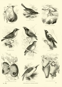 Page from The Pictorial Museum of Animated Nature by English School